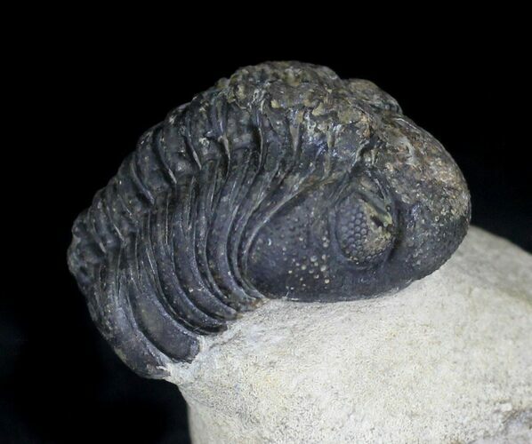 Bargain Morocops Trilobite - Foum Zguid, Morocco #22137